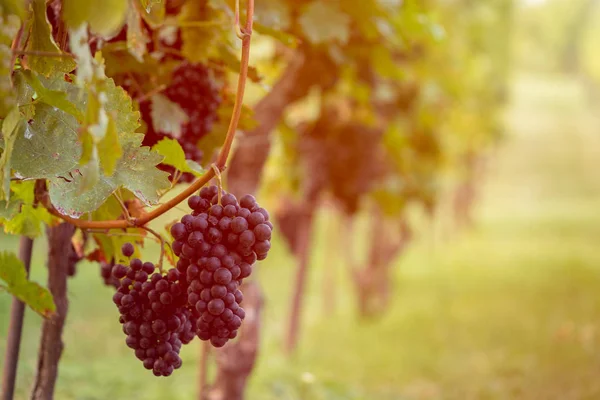Beautiful grapes ready for harvest. — Stock Photo, Image