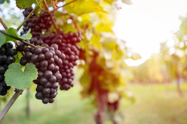 Schöne Trauben reif für die Ernte. — Stockfoto