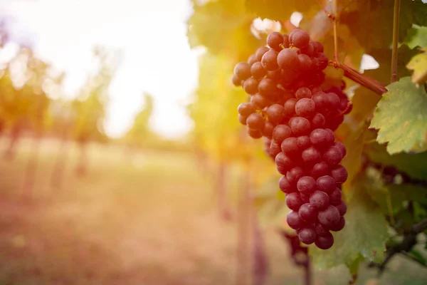 Beautiful grapes ready for harvest. — Stock Photo, Image