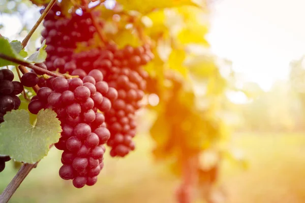 Beautiful grapes ready for harvest.