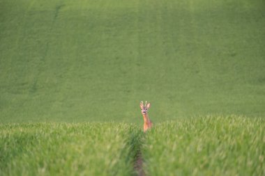 Yeşil alandan bakmak geyik