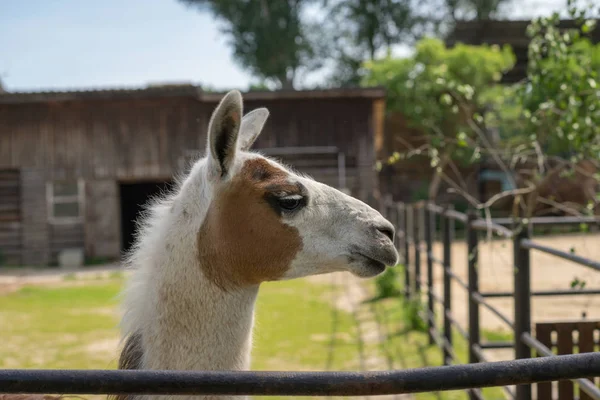 Kopf Porträt Von Lama Glama — Stockfoto