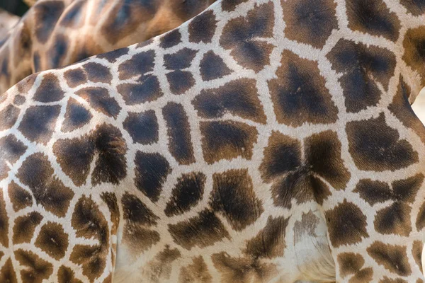 Giraffe skin with typical pattern. — Stock Photo, Image