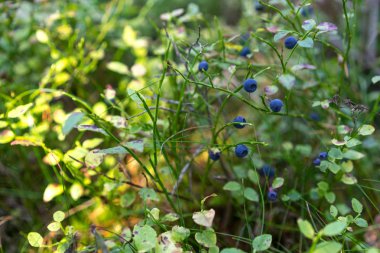 Yaban mersini Bush ormanda ayrıntı görünümü.