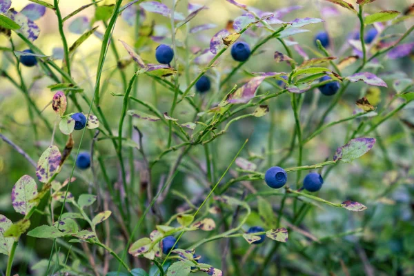 Detail view of blueberry bush in woods.