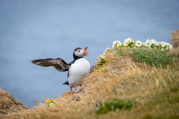 Ładny Maskonur Fratercula Arctica Latrabjarg Hotel Klify Islandia — Zdjęcie stockowe