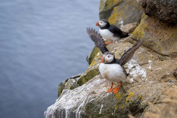 Puffin atlantycki (fratercula arctica)) — Zdjęcie stockowe