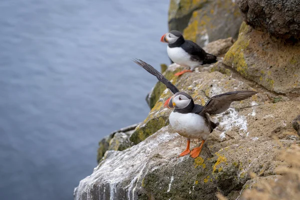 Puffin atlantycki (fratercula arctica)) — Zdjęcie stockowe