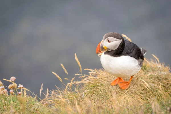 Puffin atlantycki (fratercula arctica)) — Zdjęcie stockowe