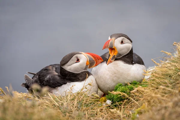 Puffin atlantycki (fratercula arctica)) — Zdjęcie stockowe