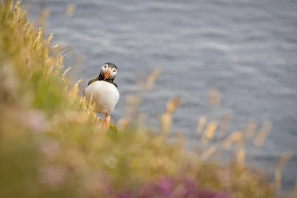 Atlantische papegaaiduiker (fratercula arctica)) — Stockfoto