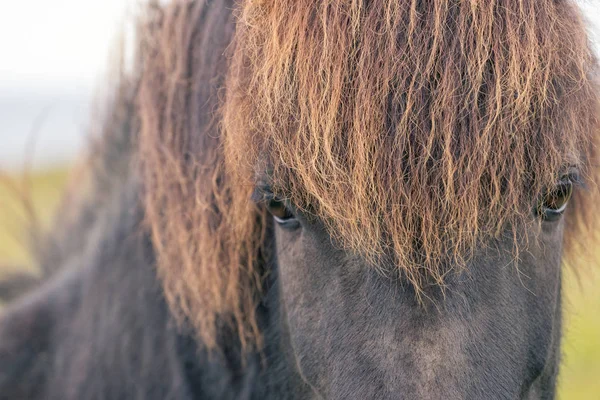 Wild Icelandic horse — Stock Photo, Image