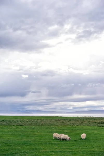 Icelandic sheep grazing — Stock Photo, Image