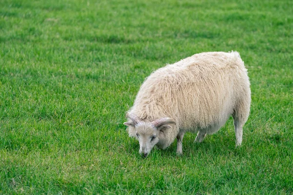 Isländische Schafe auf der Weide — Stockfoto
