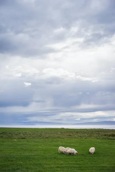 在冰岛的绿色草地放牧的冰岛绵羊垂直视图 — 图库照片