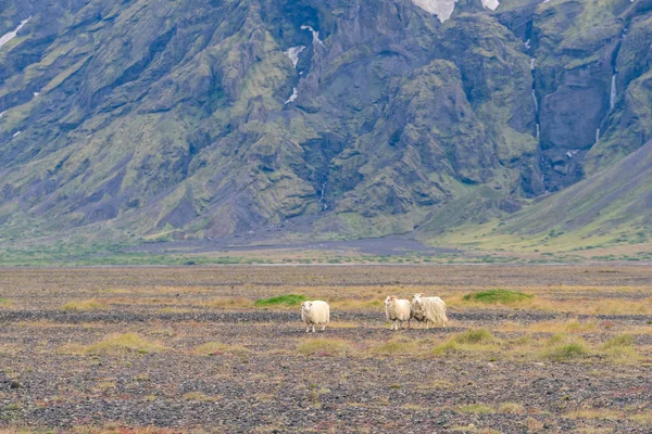 Icelandic Sheep Grazing Front High Mountaints Torsmork National Park — Stock Photo, Image