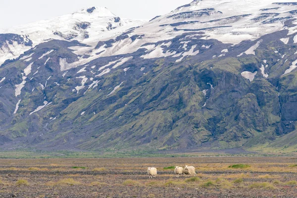 Pecore Islandesi Pascolo Fronte Alle Alte Montagne Torsmork National Park — Foto Stock