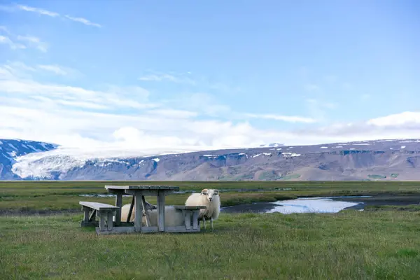 隐藏的木凳上的冰岛羊. — 图库照片