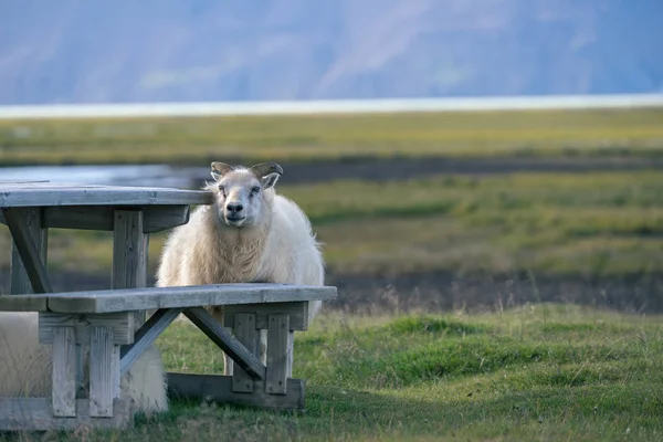 Icelandic sheep uses wooden bench as a protection against a wind. — Stock Photo, Image