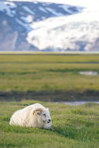 Ισλανδικά-πρόβατα μπροστά στα βουνά. — Φωτογραφία Αρχείου