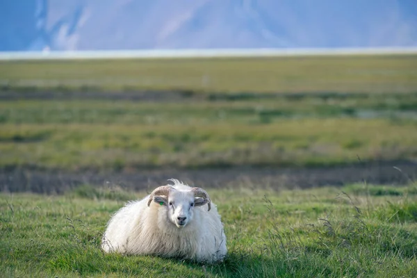 Ισλανδικά Πρόβατα Μπροστά Στα Βουνά — Φωτογραφία Αρχείου