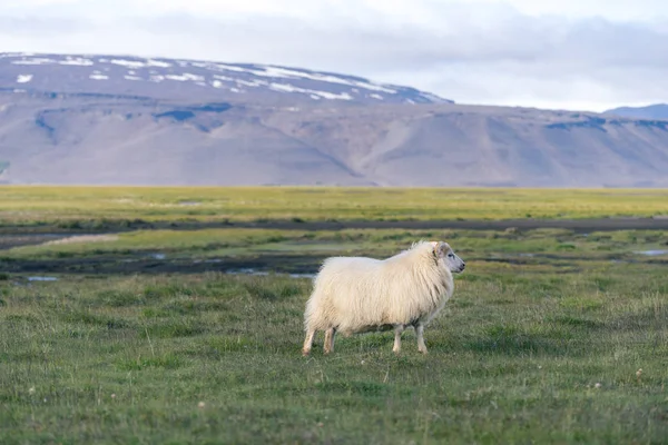 Moutons islandais devant les montagnes . — Photo