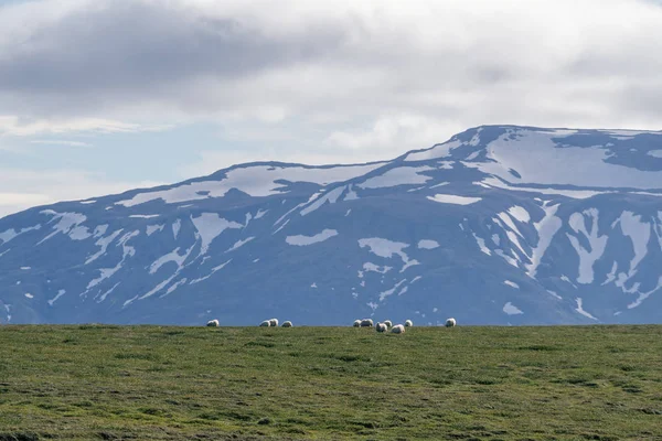 Ισλανδικά Πρόβατα Που Βόσκουν Μπροστά Από Ψηλά Βουνά Κεντρικό Τμήμα — Φωτογραφία Αρχείου