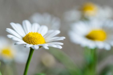 Güzel beyaz papatya çiçek