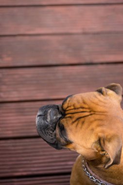 Altın Alman boksör.