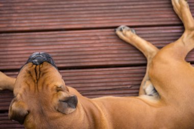Altın Alman boksör.