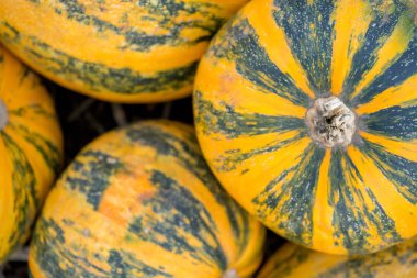 Kabaklar en iyi görünümü üzerinde bir dosyalanmış. Seçici odak.