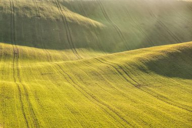Bahar üzerinde doğal görünümü ekili tarım manzara. Kırsal haddeleme kırsal South Moravia, Çek Cumhuriyeti, tepeler. Güzel sıcak akşam ışığı.