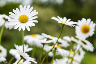 Marguerites bahar ile çayır.