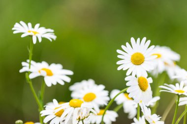 variedad colorida de frutas y verduras.
