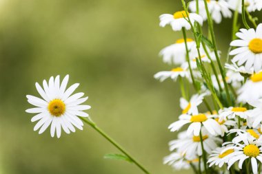 güzel beyaz papatya büyüyen bir yaz bahçede