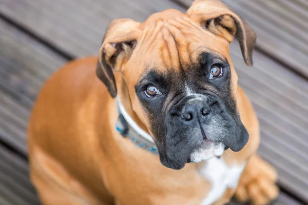 Genç boksör köpek portresi.