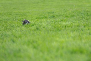 Yeşil mera üzerinde otlatma koyun.