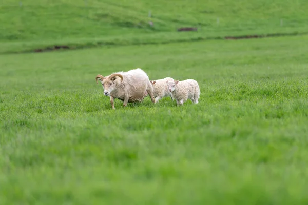 Sheep grazing on a green pasture. — Stock Photo, Image