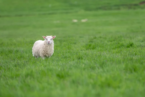 Πρόβατο που βόσκει σε ένα πράσινο λιβάδι. — Φωτογραφία Αρχείου