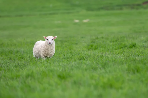 Sheep grazing on a green pasture. — Stock Photo, Image