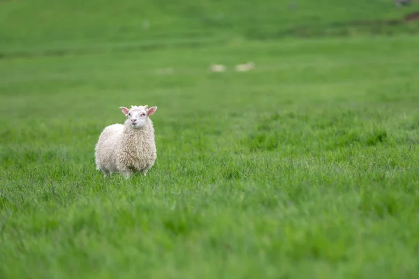 Sheep grazing on a green pasture. — Stock Photo, Image