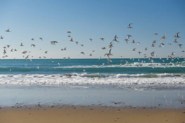 Sahil boyunca uçan martıları.