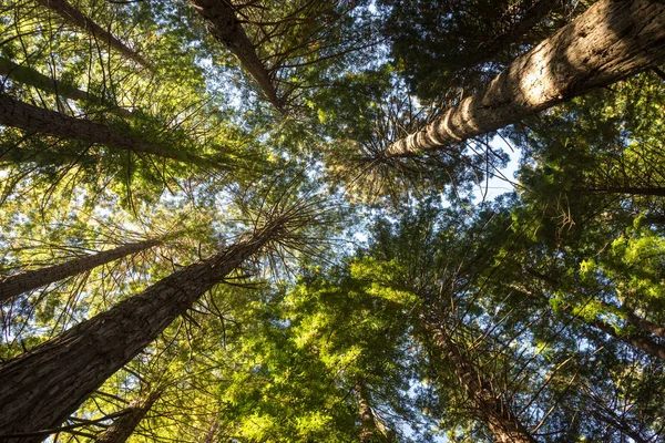 Autumn trees of forest — Stock Photo, Image