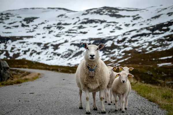 Ovejas caminando por el camino — Foto de Stock