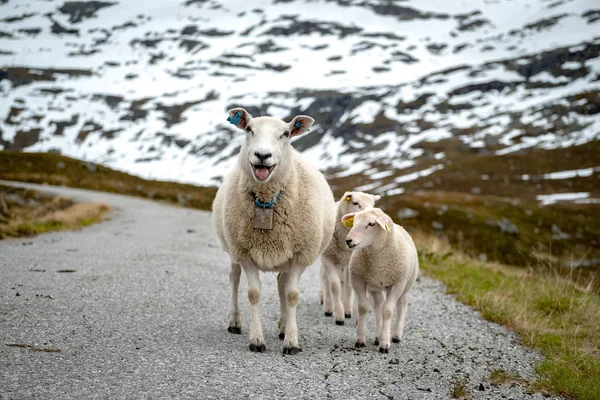 Sheep walking along road. — Stock Photo, Image