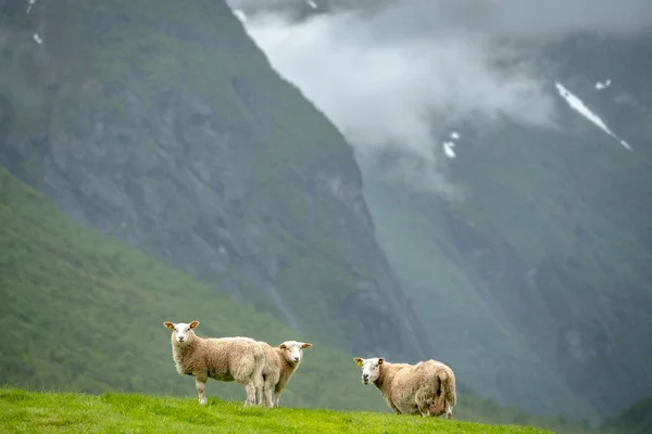 Weidende Schafe in Norwegen. — Stockfoto