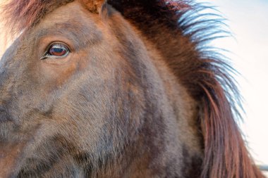 vahşi İzlanda midilli.