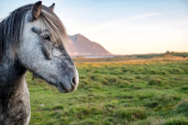 Vahşi İzlanda midilli. — Stok fotoğraf