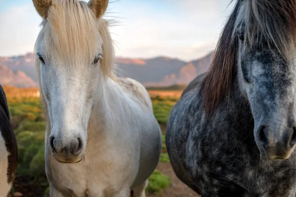 Wild IJslandse pony. — Stockfoto