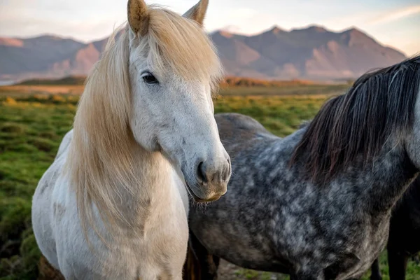 Wild IJslandse pony. — Stockfoto